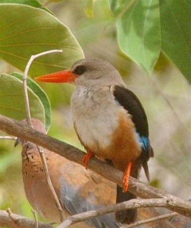 Grey Headed Kingfisher Brufoot Gambia